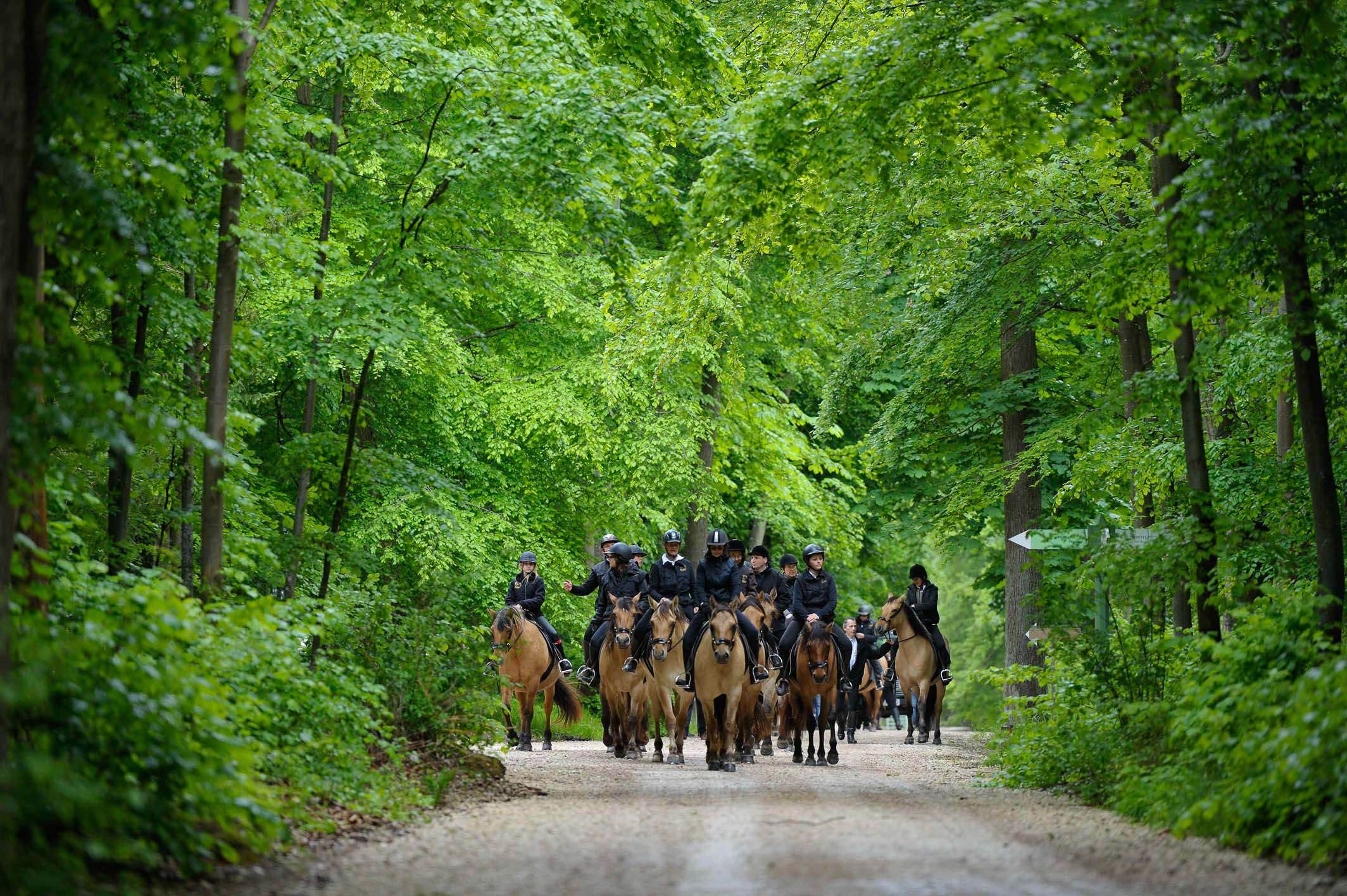 Balade avec les chevaux Henson dans le parc du château de Chantilly