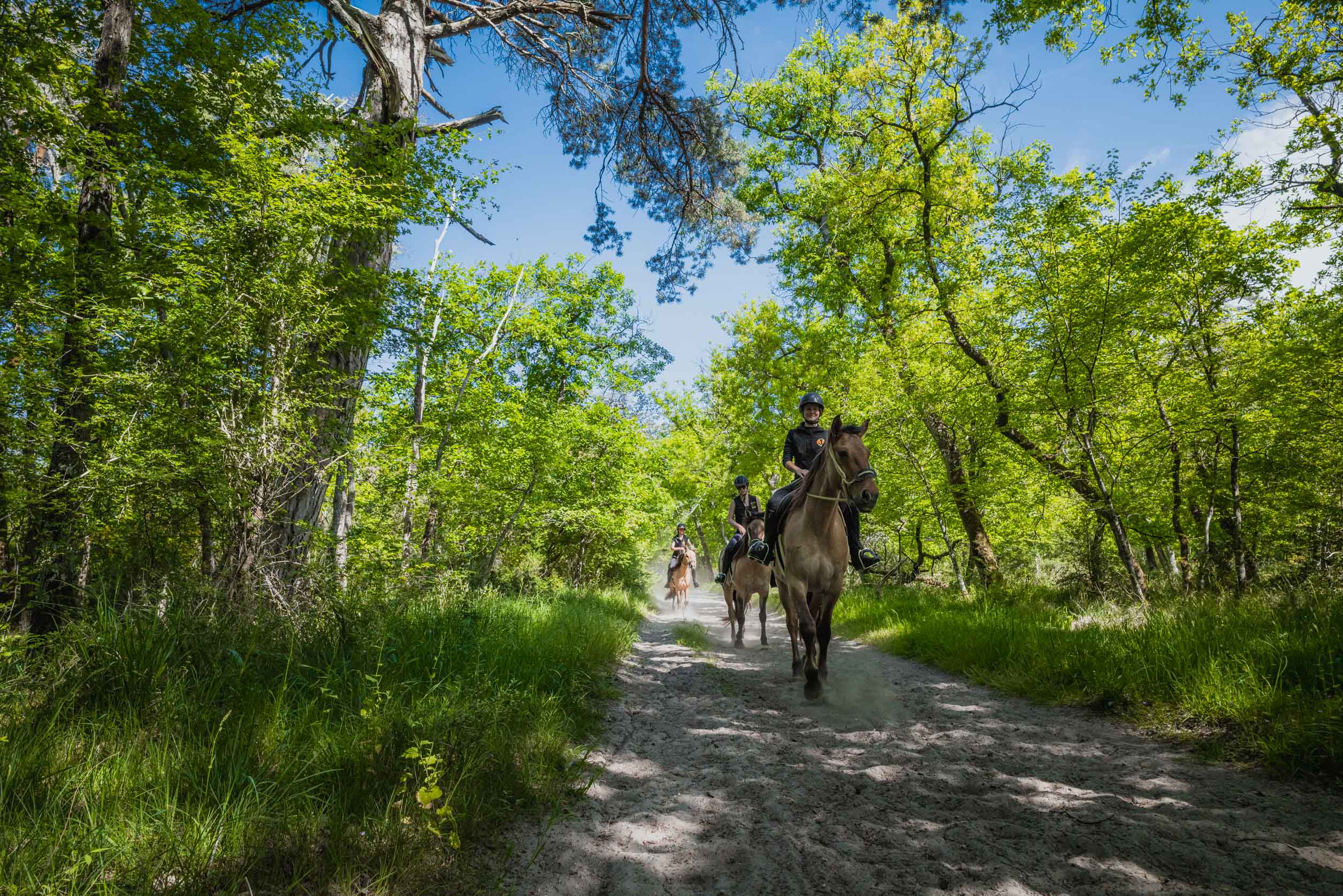 Balade avec les chevaux Henson dans la forêt de Fontainebleau | © Agence Arcantide - Florent Cocquet